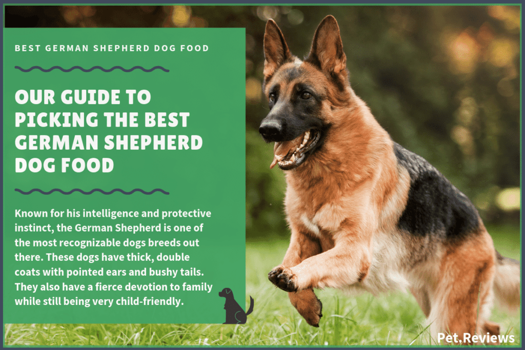 10 Best Dog Foods For German Shepherds (GSD