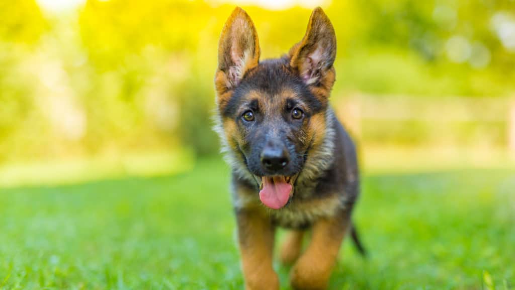 10 Best German Shepherd Puppy Foods and Most Affordable ...