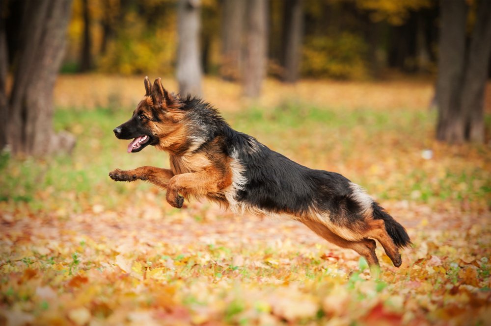 10 Dog Breeds Prone to Hip Dysplasia