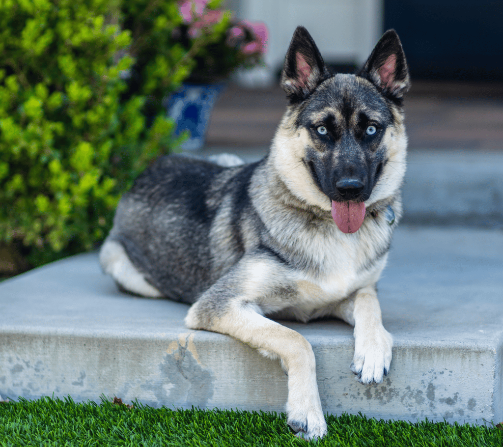 10 Important German Shepherd Husky Mix Facts You Need to Know