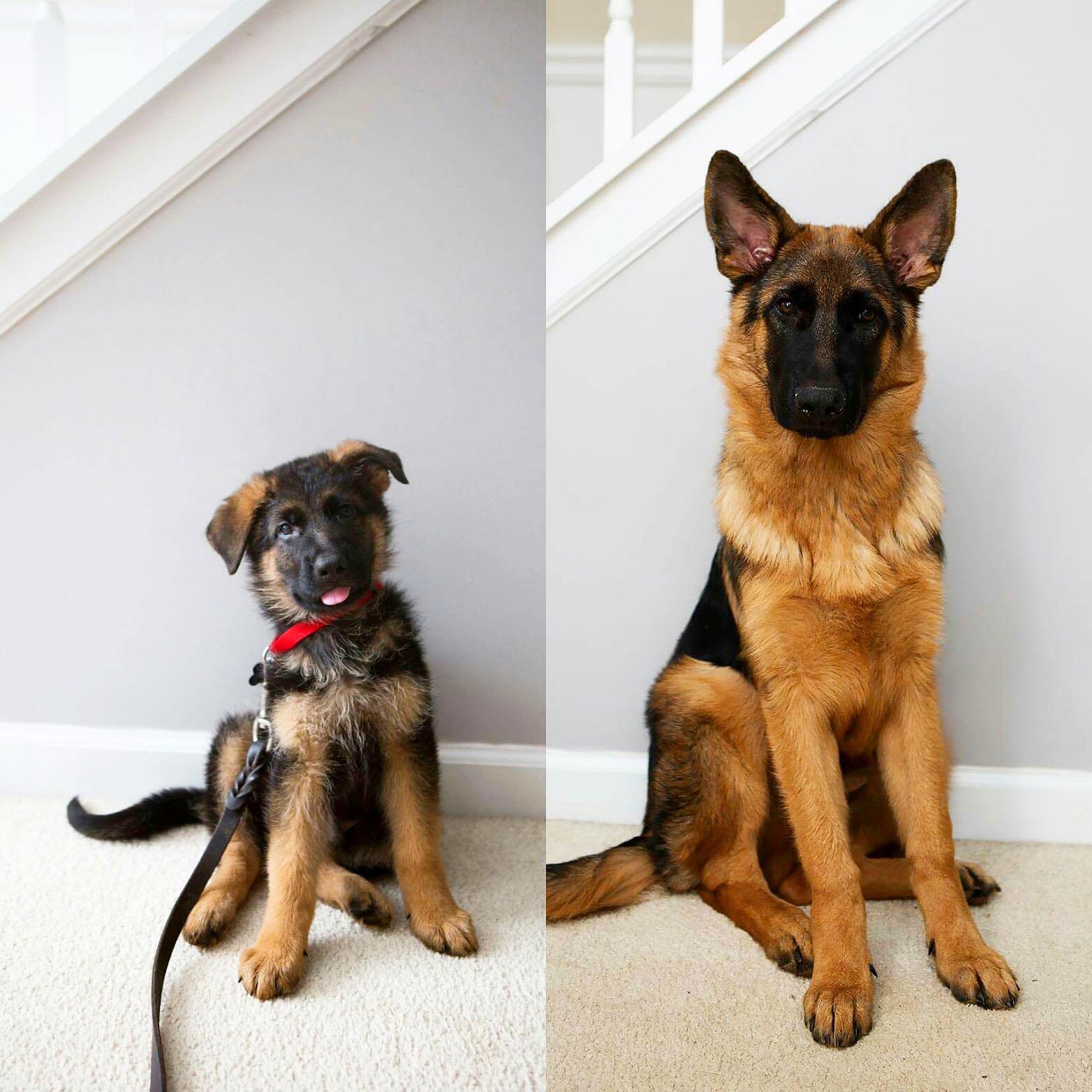 10 Month Old German Shepherd Puppy