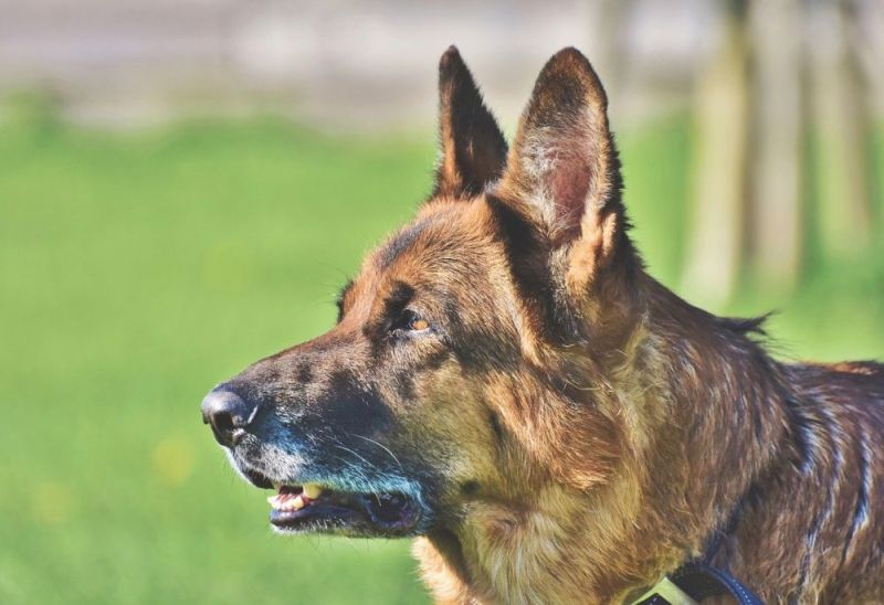 10 Police Dog Breeds That Are Commonly Used By Law Enforcement