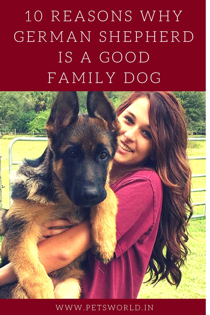 10 Reasons Why German Shepherd is a Good Family Dog