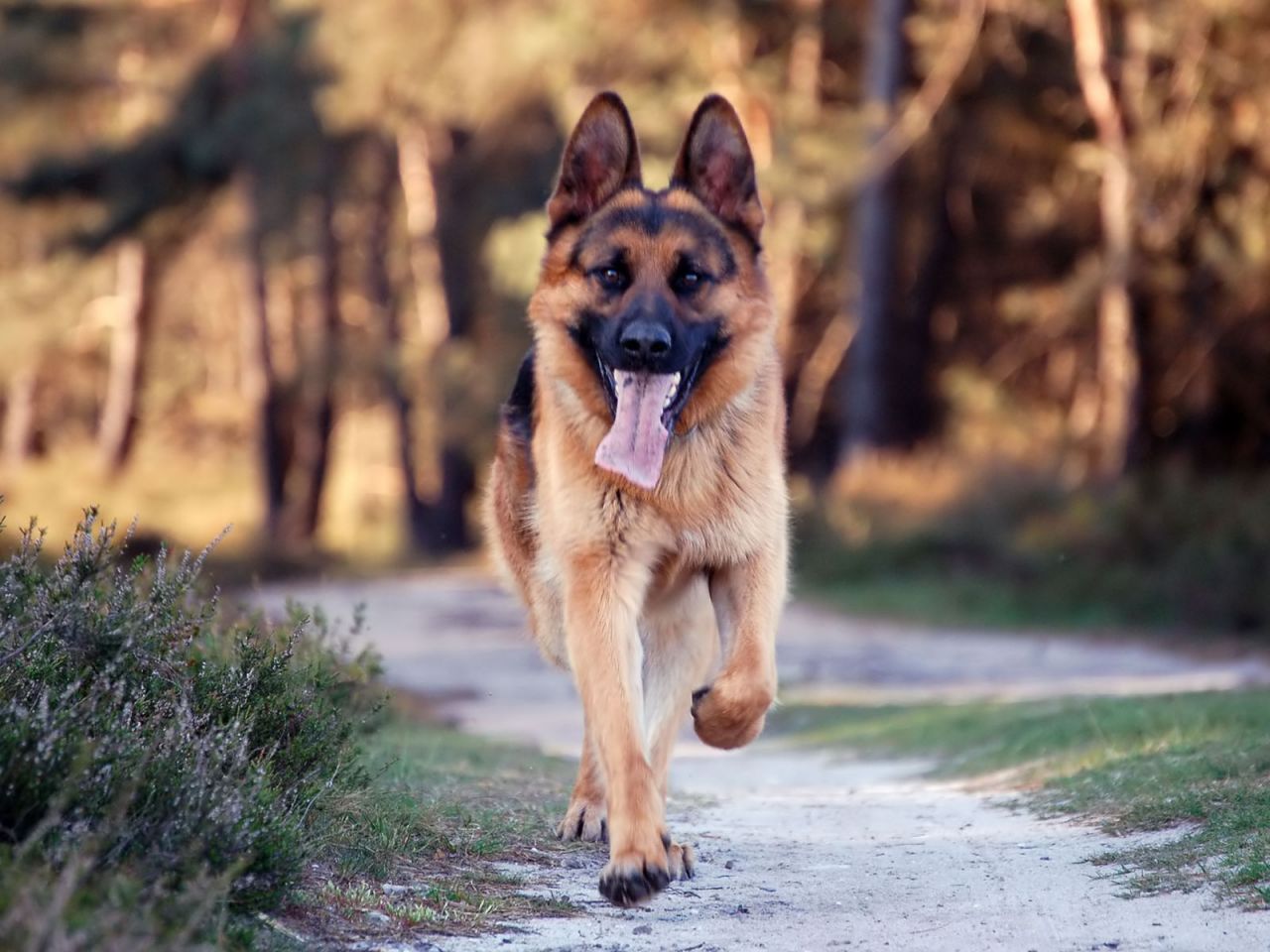 10 Reasons Why German Shepherd is a Good Family Dog ...