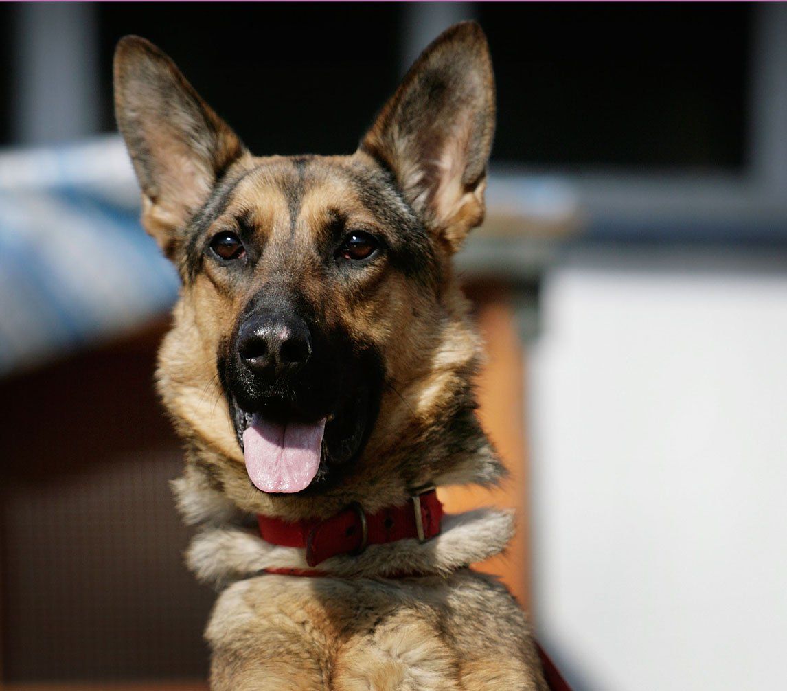 10 Smartest Dog Breeds 2. German Shepherds are extremely ...