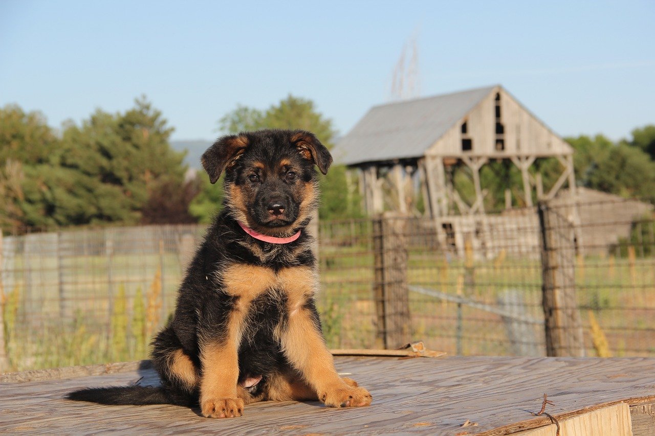 10 Tips for House Training a German Shepherd Puppy