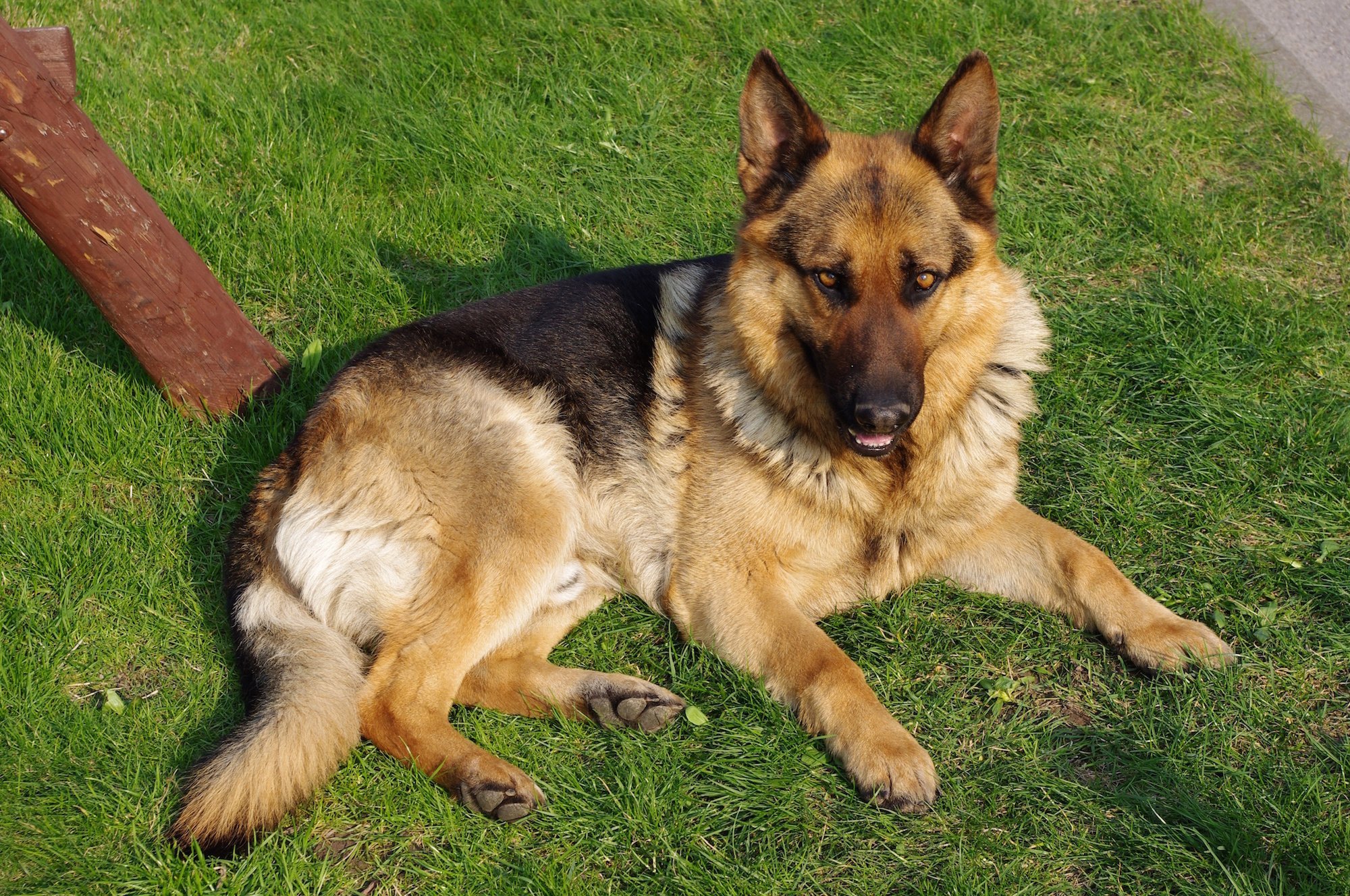 11 Facts about German shepherd dogs that prove they are ...