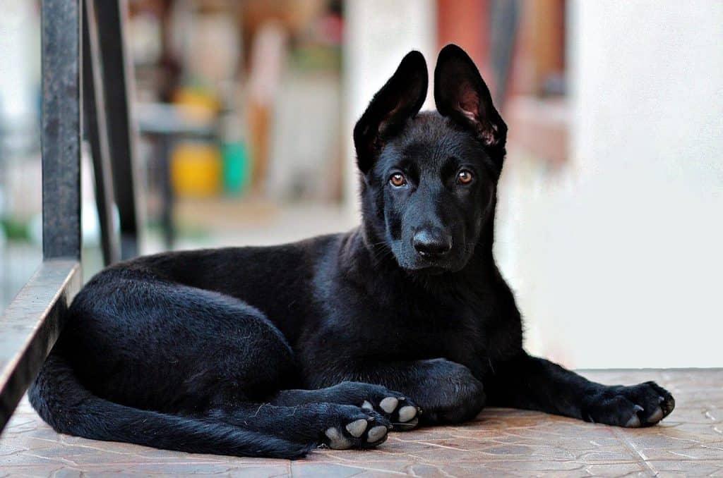 11 Fascinating Facts About The Black German Shepherd ...