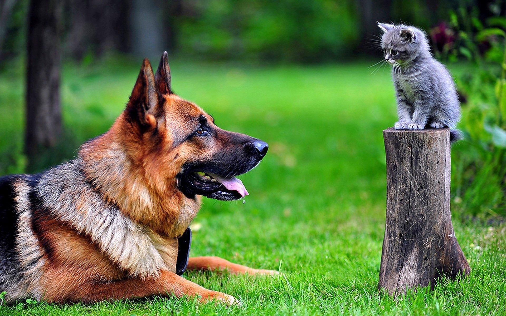 11 Incredible Facts about German Shepherds