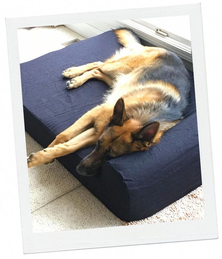 12 Best Dog Beds for German Shepherds #DogBedsDecor