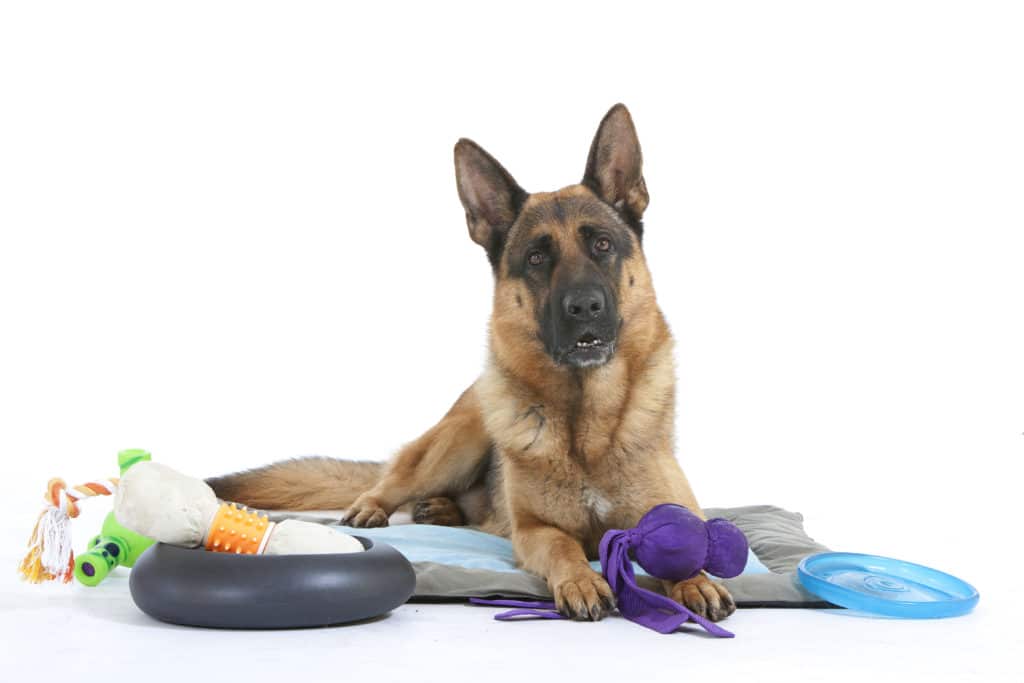 12 Best Dog Toys for German Shepherds in 2021