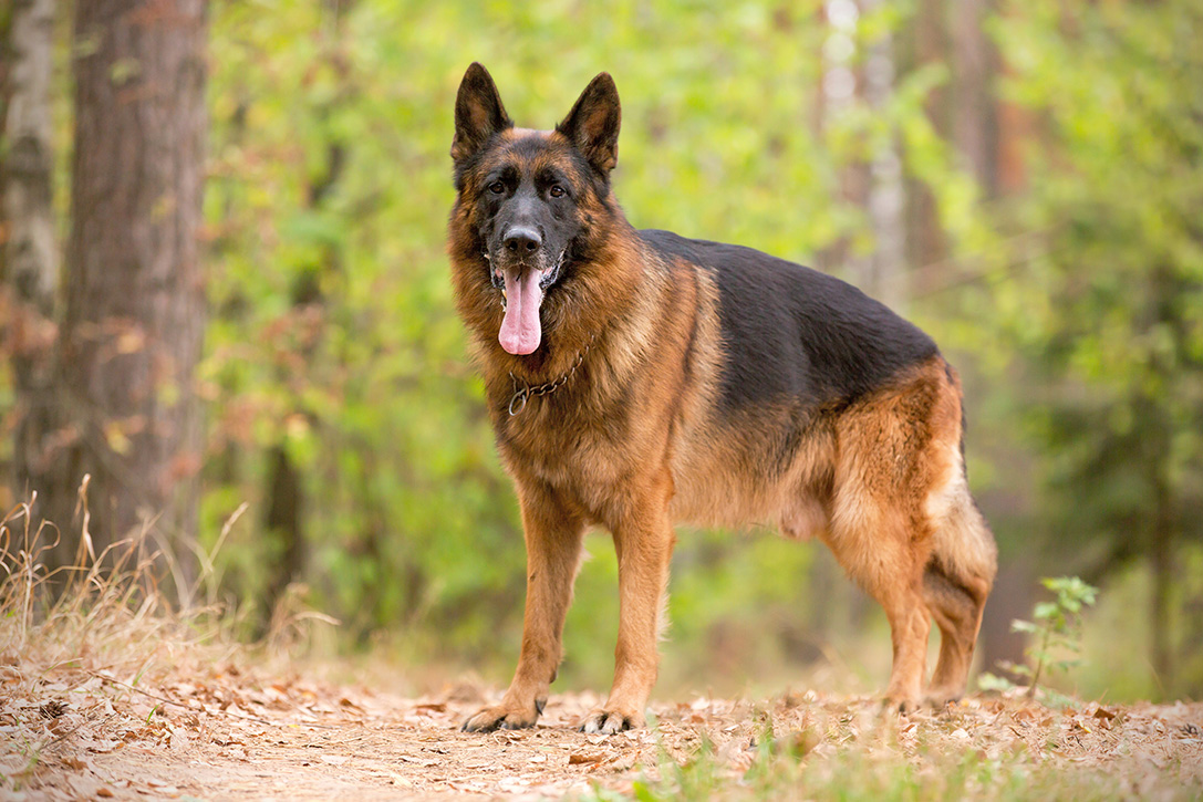 12 Best Guard Dog Breeds For Protection