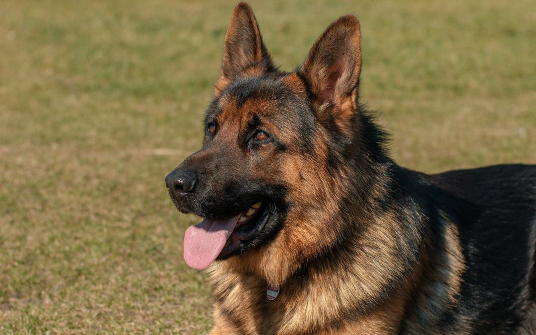 12+ How Were German Shepherds Bred? Pictures