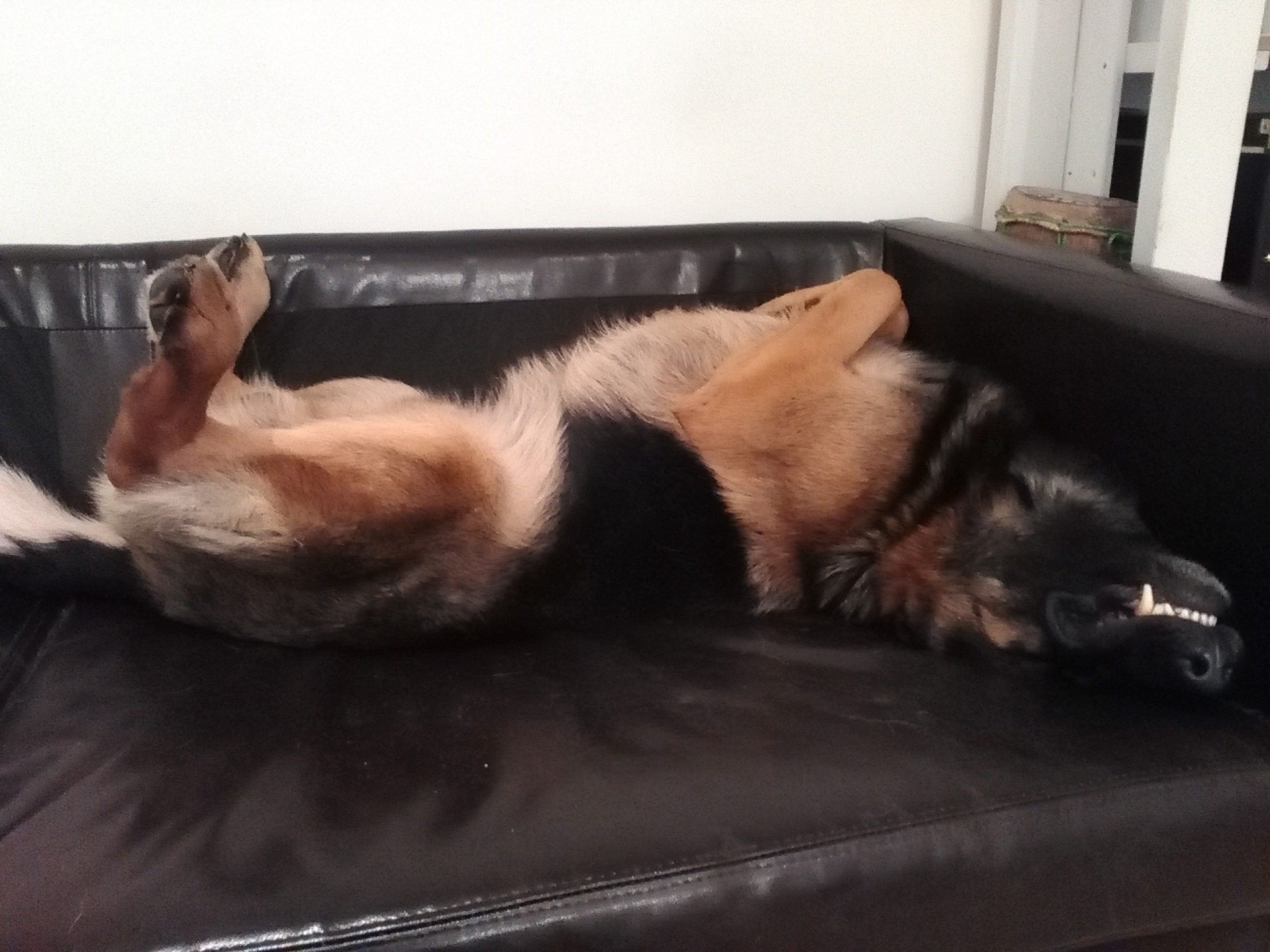 12 Signs Your German Shepherd Is Fully In Charge