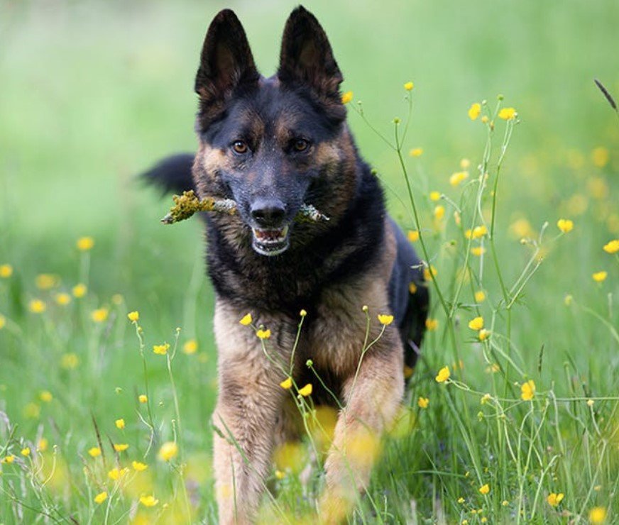 14 Cool Facts About German Shepherds