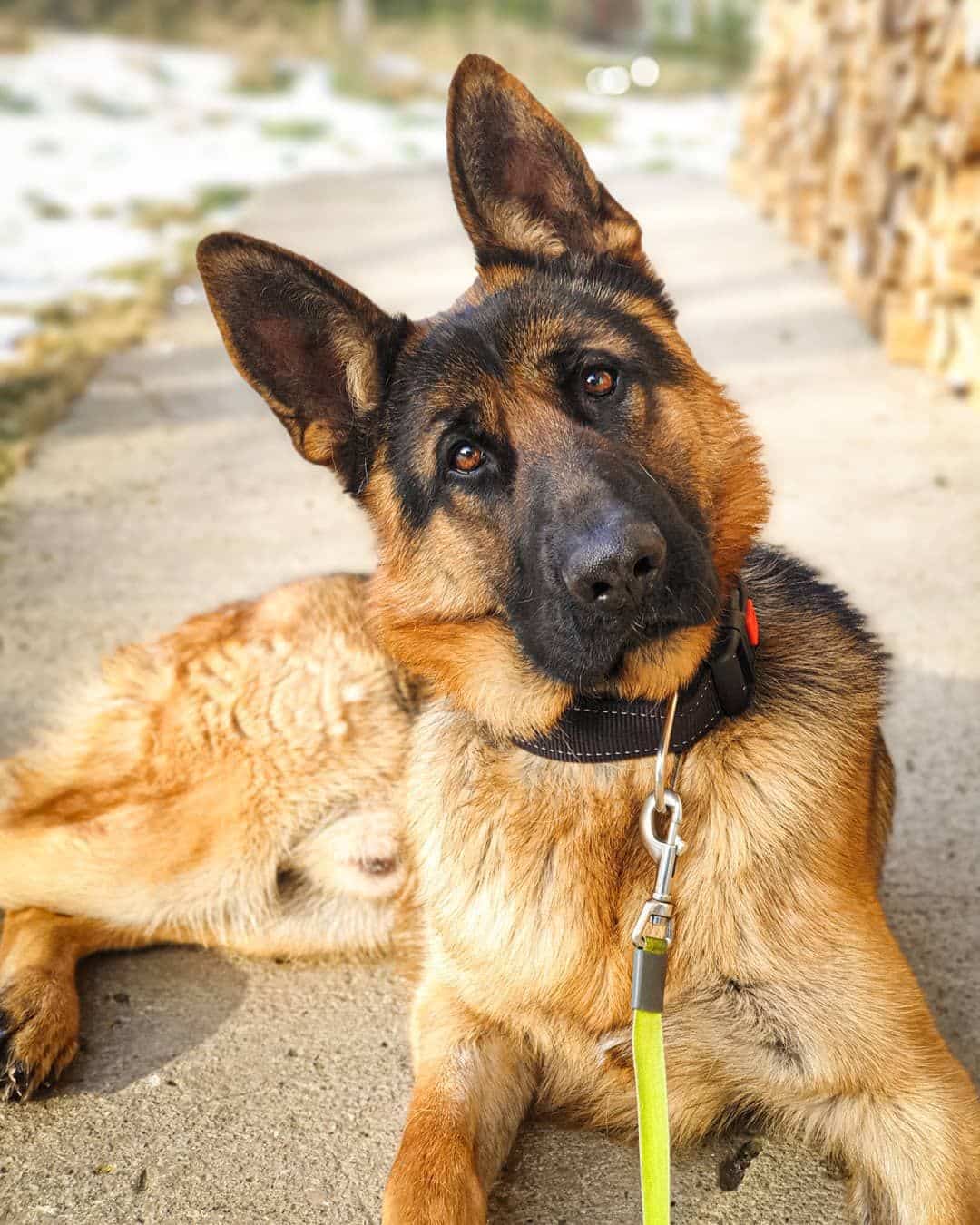 14 Facts About German Shepherd Dogs