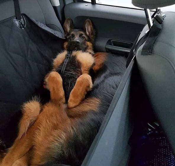 14 Funniest Photos Of German Shepherds That Will Definitely Amuse You ...