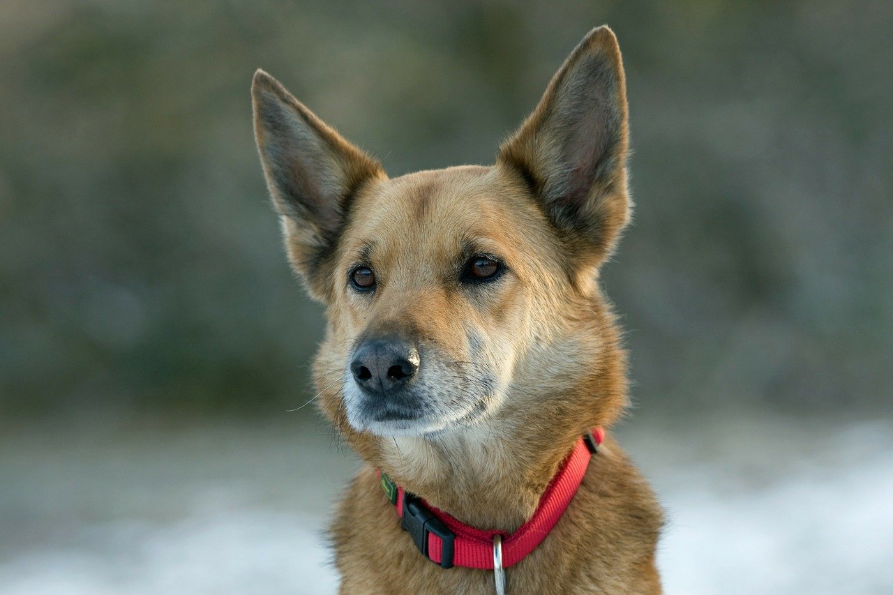 15 Most Popular German Shepherd Mix and Hybrid Dogs