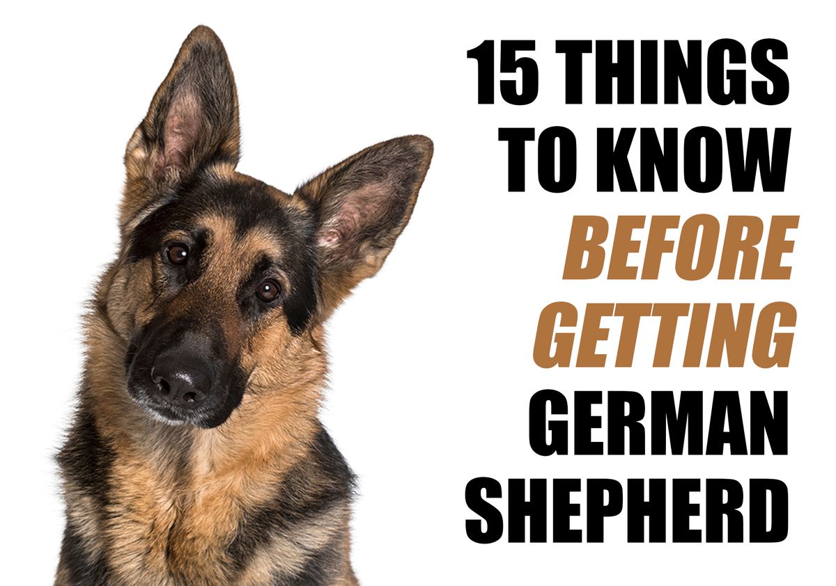 15 Things To Know Before Getting A German Shepherd Puppy