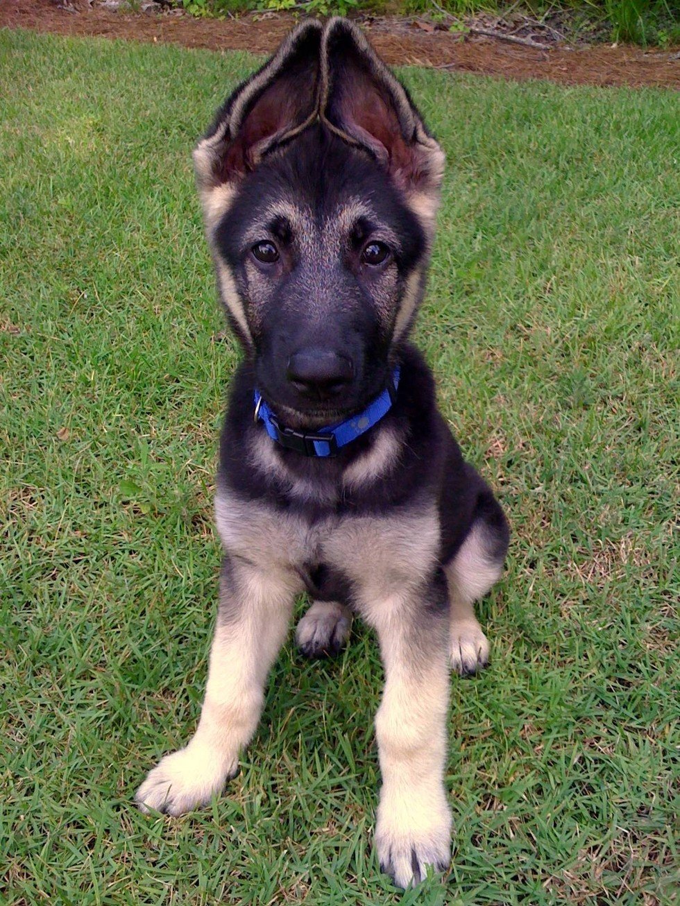 16 Puppies Who Will Grow Into Those Ears ... Eventually