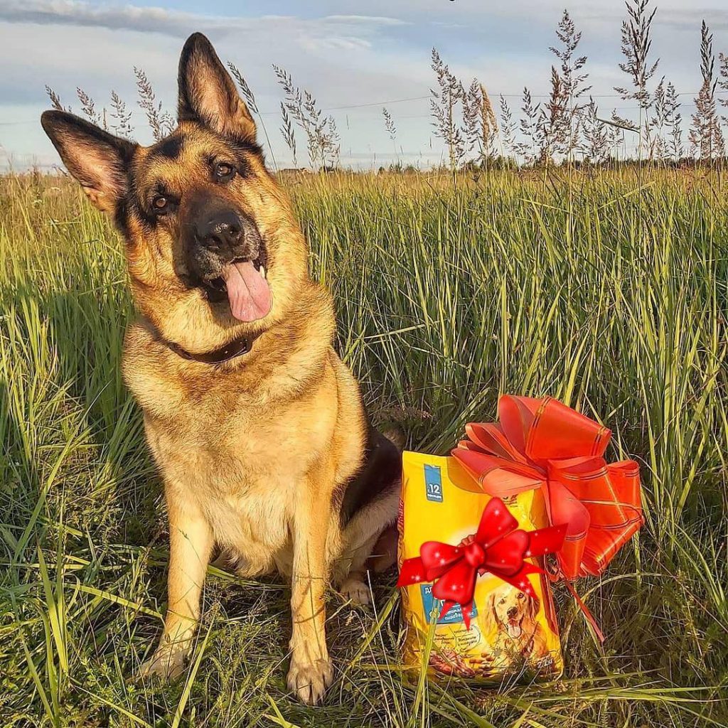 16 Ways How To Make Your German Shepherd Happy  The Paws