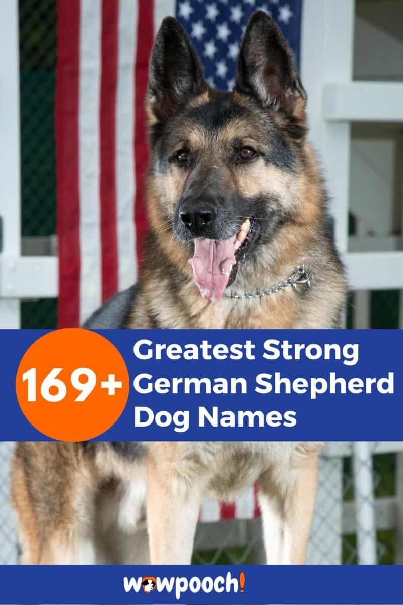 169+ Greatest Strong German Shepherd Dog Names
