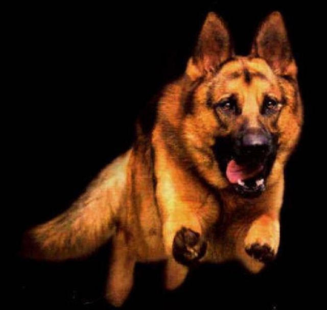 17 Best images about German Shepherd Dog on Pinterest