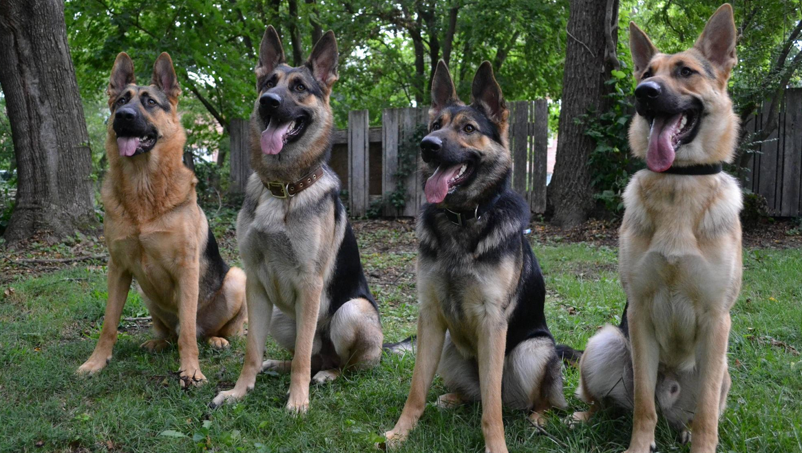19 reasons why you should never get a german shepherd ...