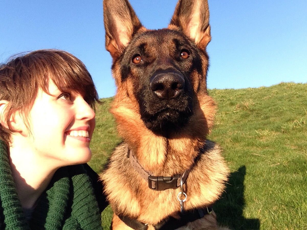 19 Reasons Why You Should NEVER Own A German Shepherd ...
