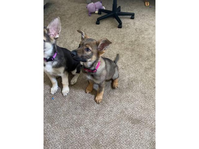 2 German Shepherd Puppies for sale in Cincinnati, Ohio