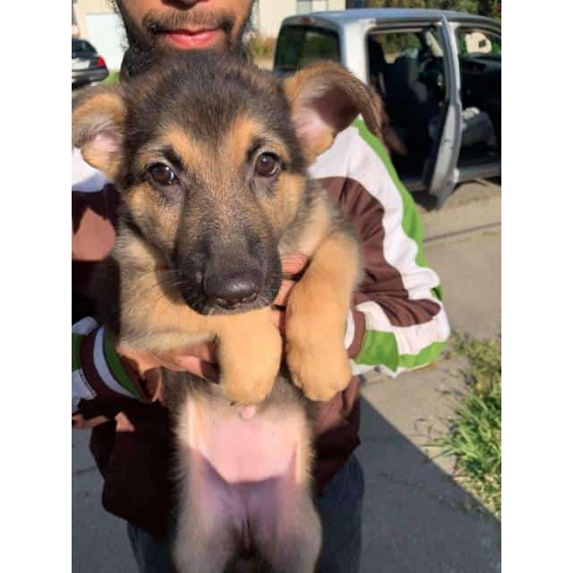 2 month old German Shepherd puppies in Sacramento, California