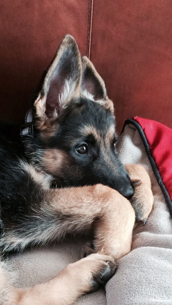 20+ Cute German Shepherd Dogs and Facts You Should Know ...