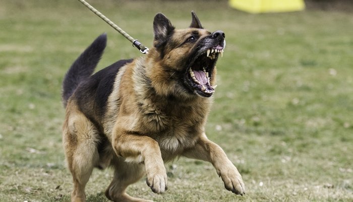 20 Most Dangerous Dogs &  Breeds That Are Known for Aggression