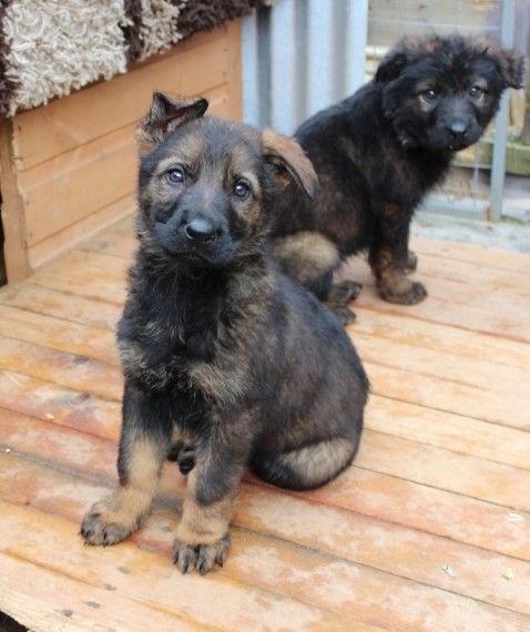 20 Top Photos German Shepherd Puppies New Jersey : akc german shepherd ...