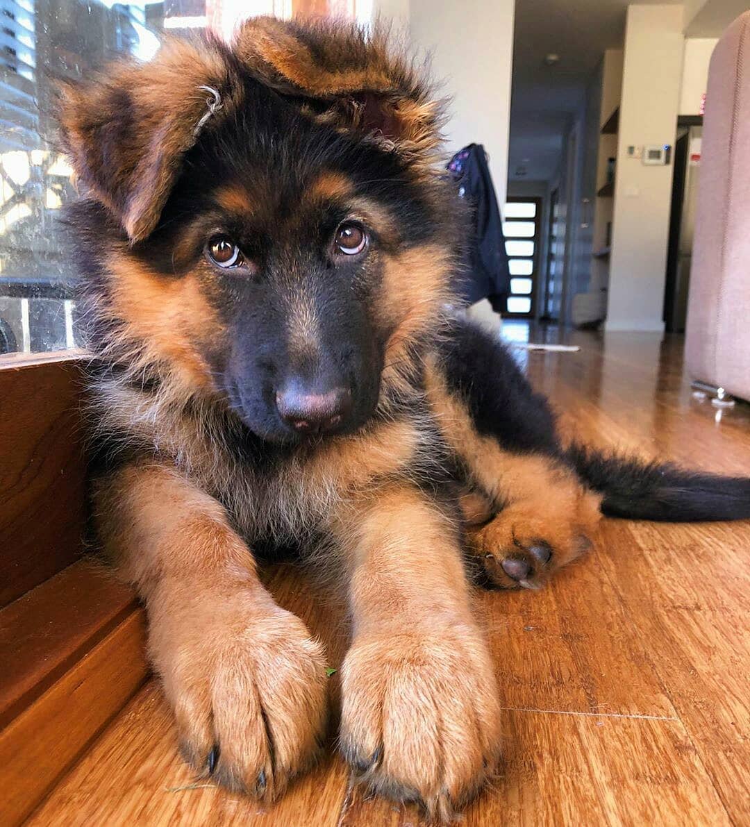 22 Pics Of German Shepherd Dogs To Put A Smile On Your ...