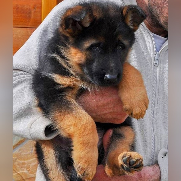 25 Of The Cutest German Shepherd Puppies Ever  Dog Dispatch