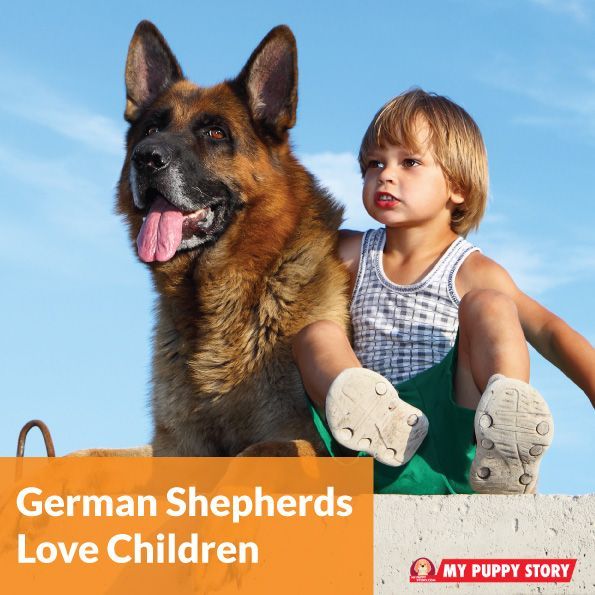 25 Reasons Why German Shepherd Are the Best Companion Dogs ...