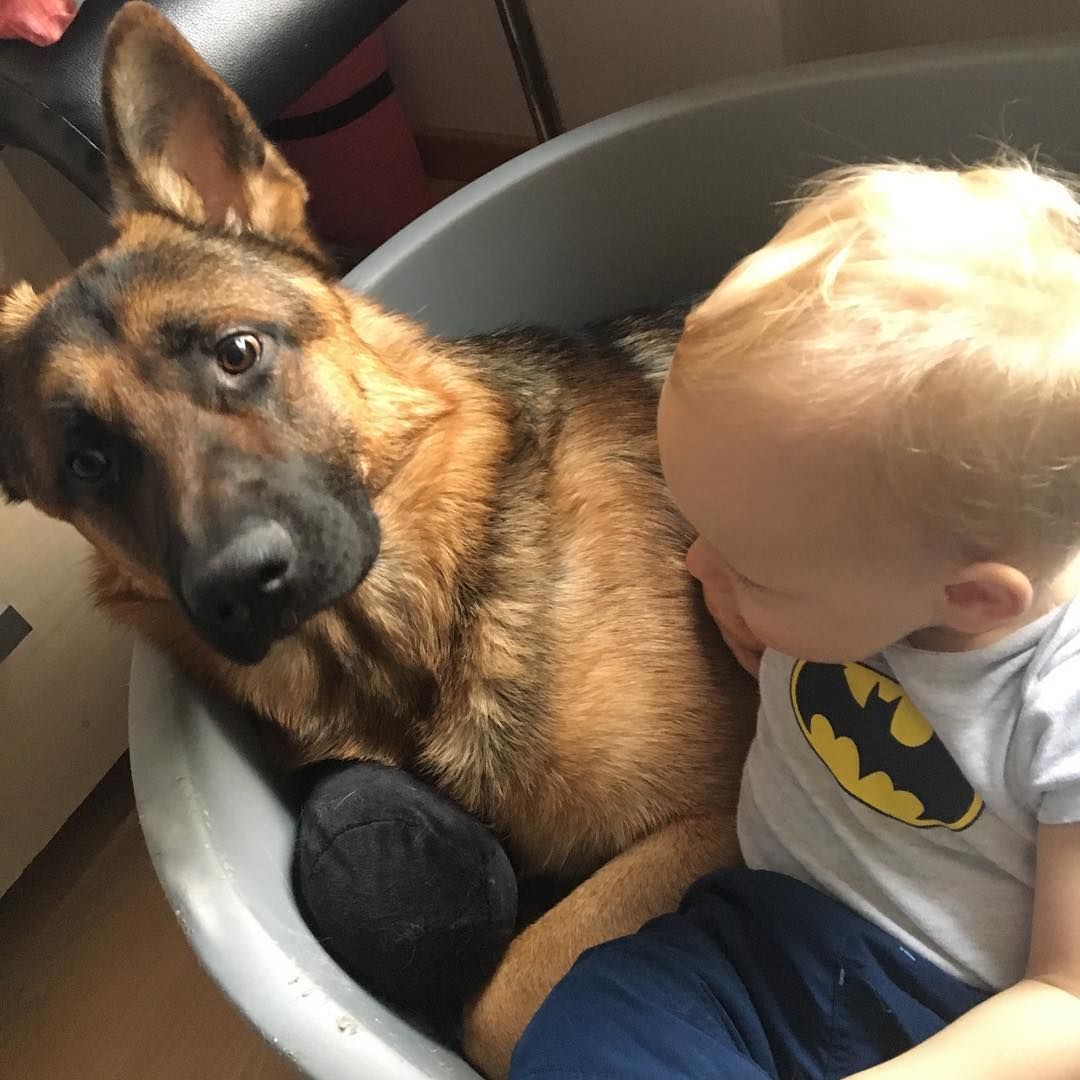 26 Reasons You Should Definitely Never Ever Get A German Shepherd For A ...