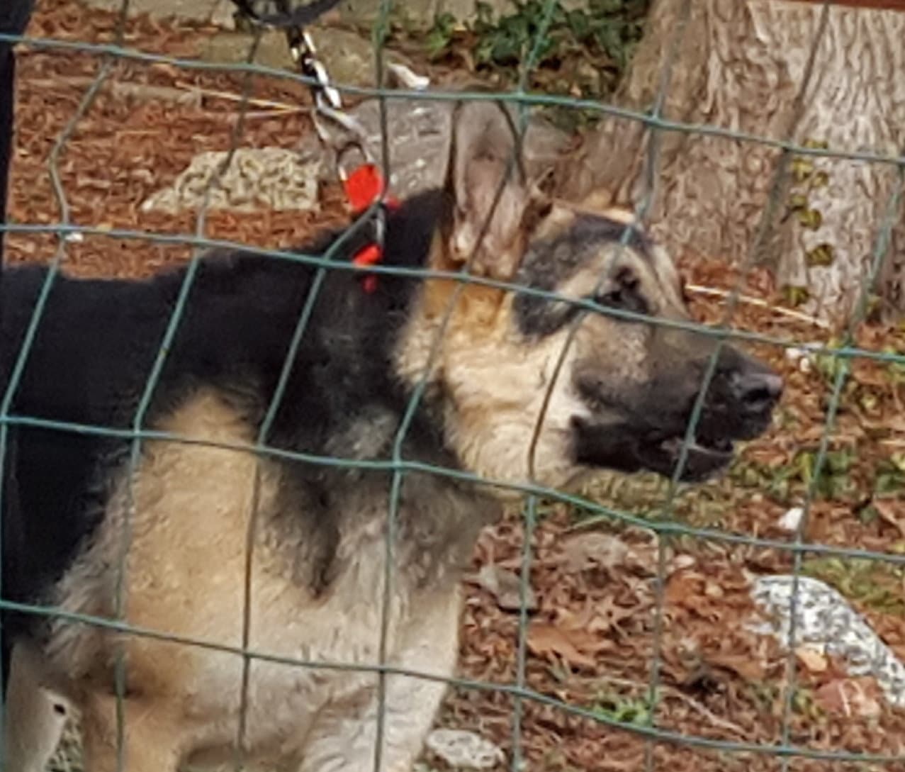27 Best Pictures German Shepherd Puppies Rescue Nj : Ryker