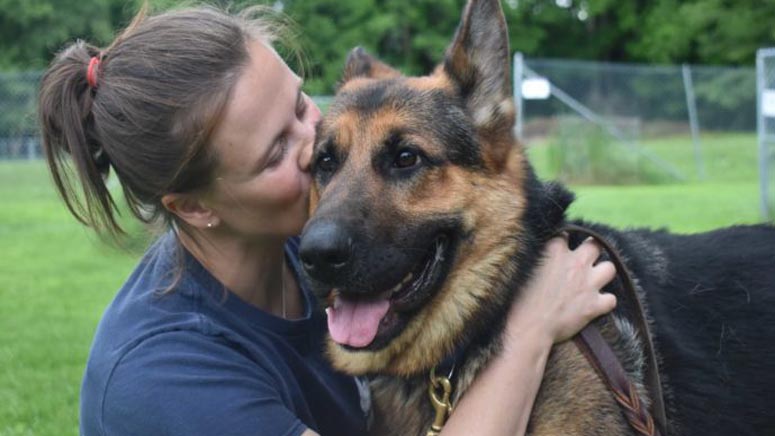 28 German shepherds in need of new homes after being released from ...