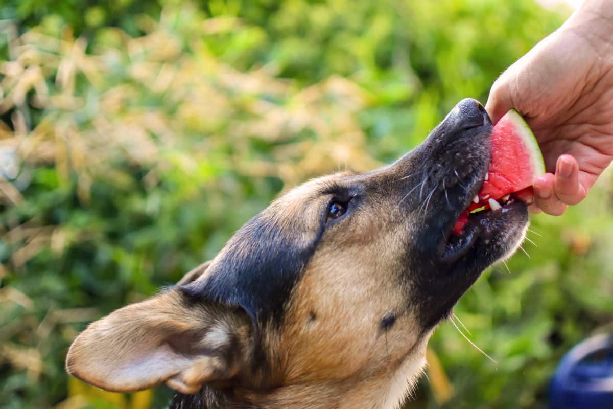 29 Fruits German Shepherds Can Eat: And 5 To Avoid ...
