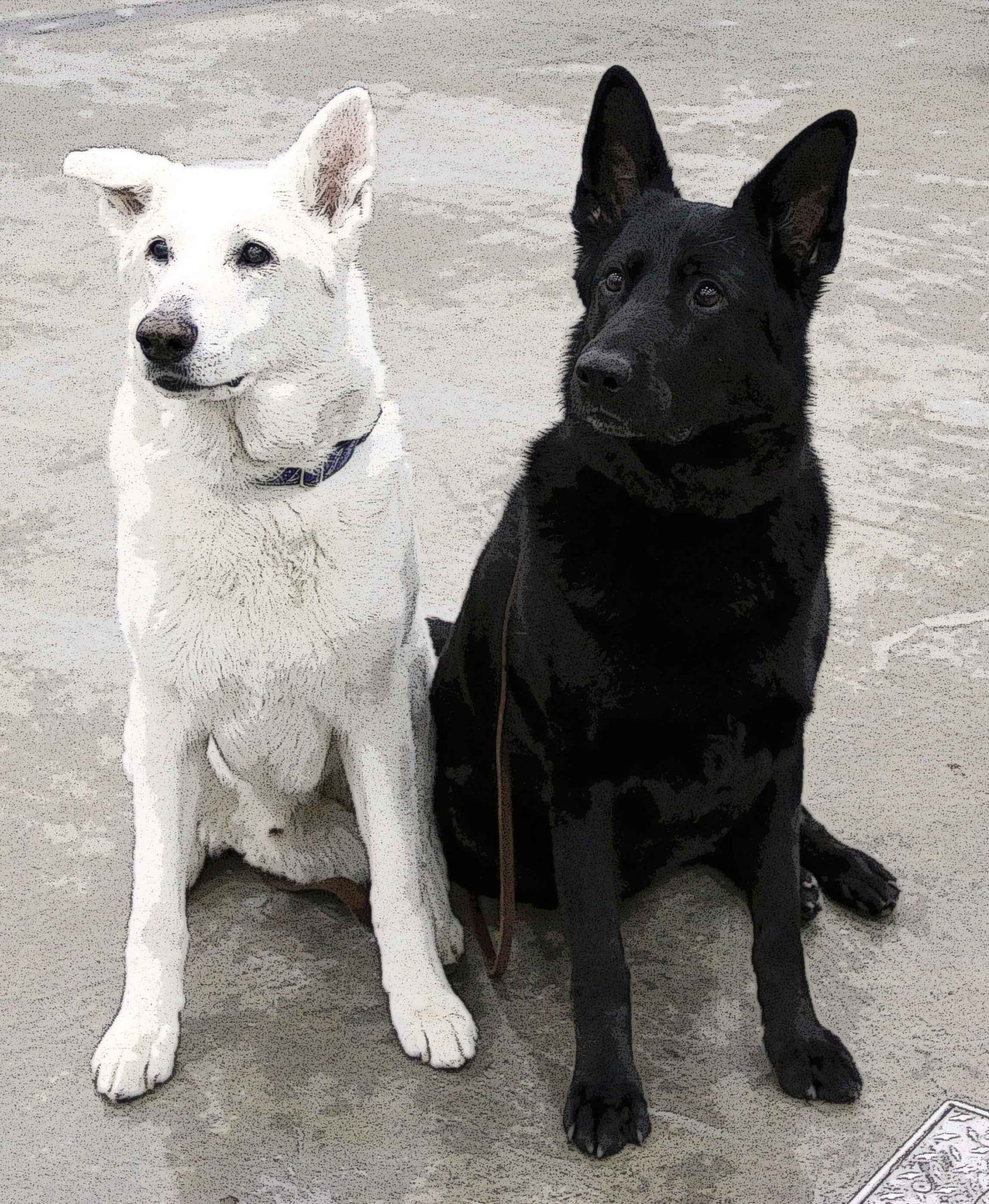 3 Cute Black And White German Shepherd Puppies