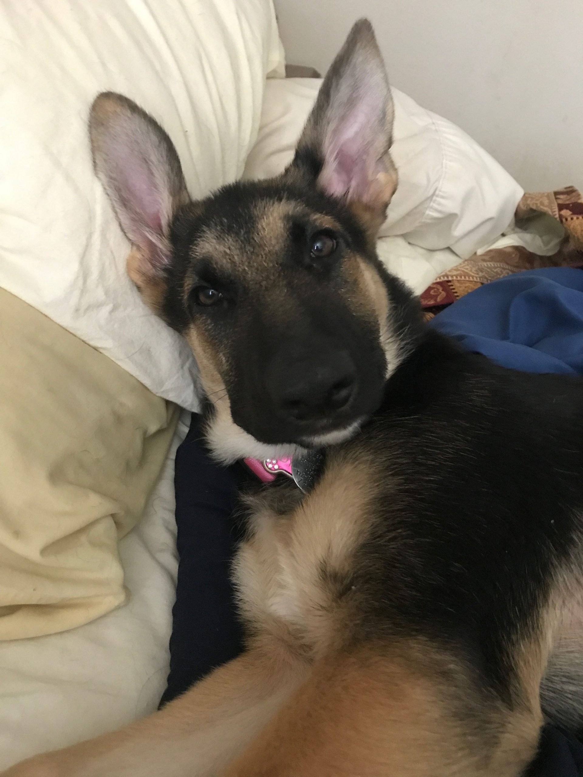 3 month old GSD puppy Dylan