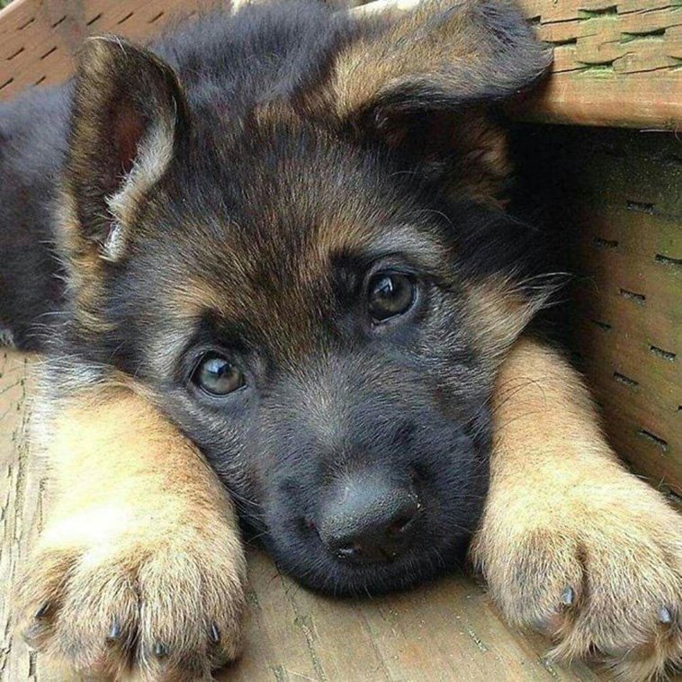 30 Cute Pics Of German Shepherd Puppies Were The Purest ...