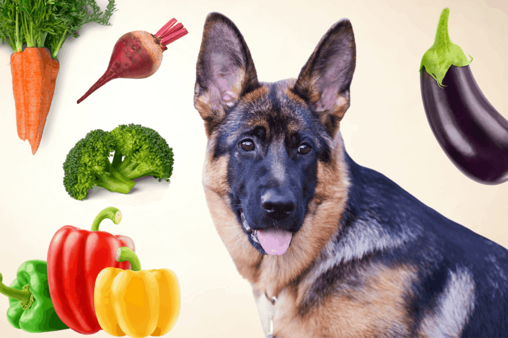 30 Vegetables German Shepherds Can Eat: And 7 to Avoid ...