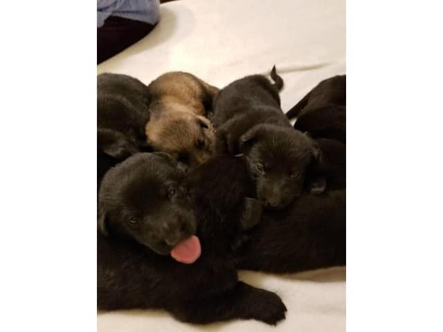 32 HQ Images German Shepherd Puppies Maine For Sale