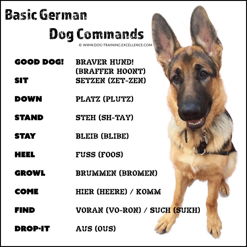 35 German Dog Commands to Train your Dog