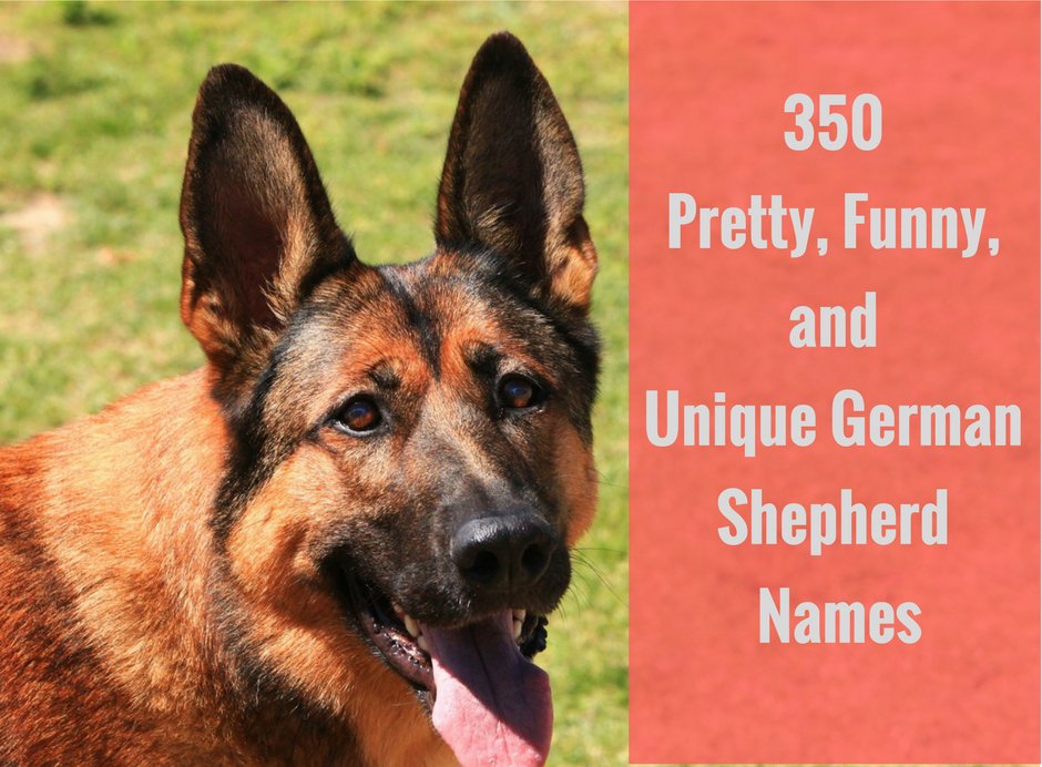 350 Pretty, Funny, and Unique German Shepherd Names