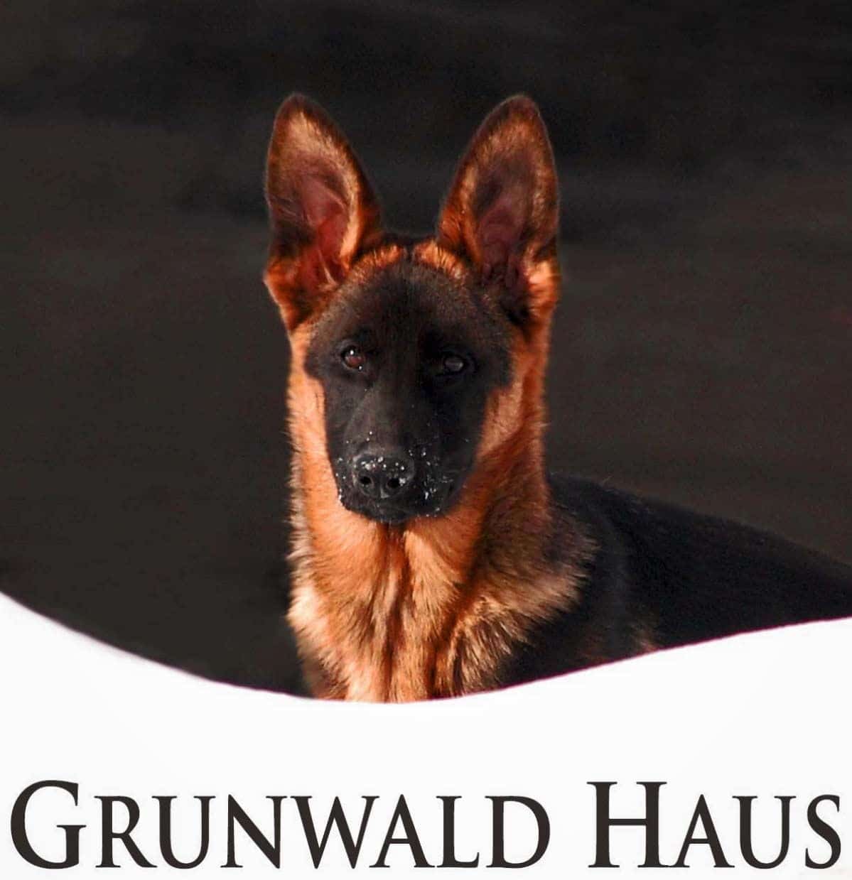 4 month old female German Shepherd puppy by Grunwald Haus