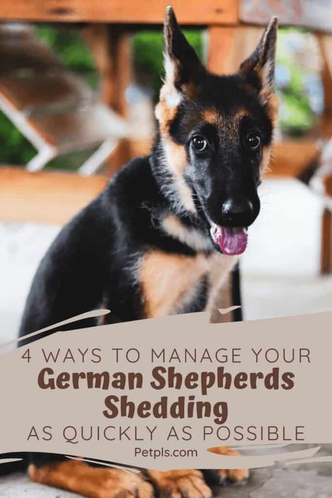 4 Quick And Easy Tips To Help Keep Your Germany Shepherds ...